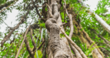 Best Ayahuasca Retreat in Peru: Traditional Retreats