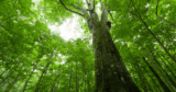 Eco-Luxury Vegan Silk 2023: Luxury Without Cruelty