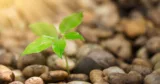 Chlorella vs Chlorophyll: What’s the Difference?