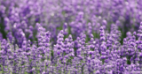 Lavender Fields in Florida You Can Visit and Tour