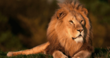 4 Animals Personality Test Types – See What’s Yours