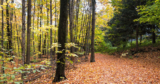 15 Best Montreal Hiking Trails for Hikes Near QC