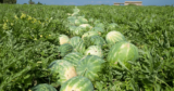 The Best Florida Watermelon Farms to Visit this Summer